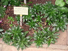 Hypochoeris oligocephala - Berlin Botanical Garden - IMG 8786.JPG