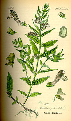 Illustration Scutellaria galericulata0.jpg