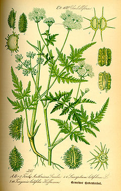 Illustration Turgenia latifolia0.jpg
