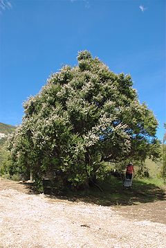 Kanuka Tree in Puhi Puhi valley, near Kaikoura.jpg