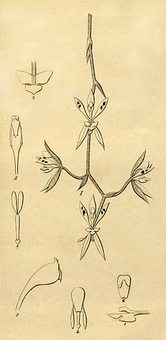 Kegeliella houtteana (as Kegelia houtteana)- cut and edited from Xenia 1 pl 20 (1858).jpg