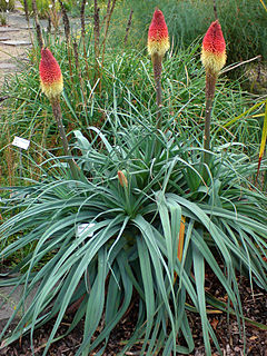 Kniphofia caulescens (Fackellilie)-2.JPG