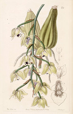 Lacaena bicolor - Edwards vol 30 (NS 7) pl 50 (1844).jpg