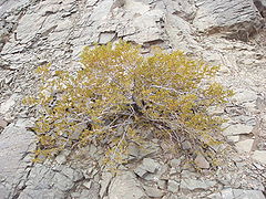 Larrea cuneifolia.jpg