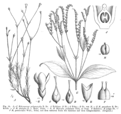 Loganiaceae spp EP-IV2-018.png