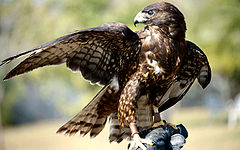 Male - black phase - short tail hawk .JPG