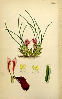 Maxillaria acicularis - Curtis' 74 (Ser. 3 no. 4) pl. 4374 (1848).jpg