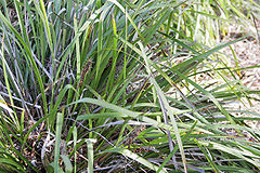 Myoporum parvifolium - aboriginal weaving grass.jpg