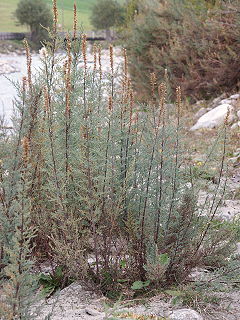 Myricaria germanica 300906a.jpg
