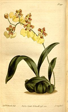 Oncidium bifolium.jpg