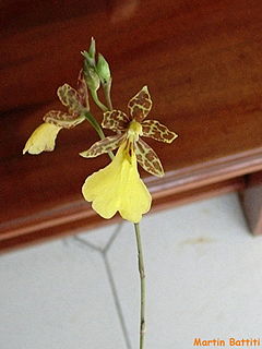 Oncidium graminifolium.jpg