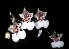Oncidium phalaenopsis Orchi 01.jpg