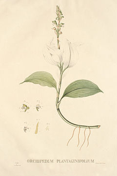 Orchipedum plantaginifolium.jpg