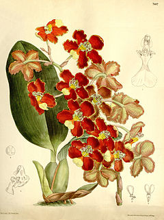 Otoglossum brevifolium (as Odontoglossum brevifolium) - Curtis' 125 (Ser. 3 no. 55) pl. 7687 (1899).jpg