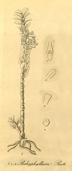 Pachyphyllum pastii - fig I, cut from Xenia vol 1 pl 58 (1858).jpg