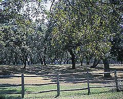 Pecan orchard.jpg