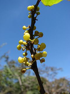 Pera glabrata fruits.jpg