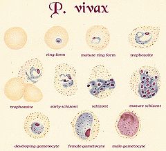 Plasmodium vivax.jpg