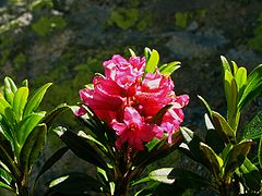 Rhododendron hirsutum2007.jpg