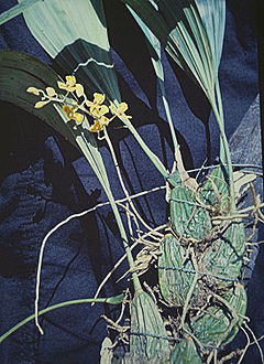 Rudolfiella aurantiaca - plant.jpg