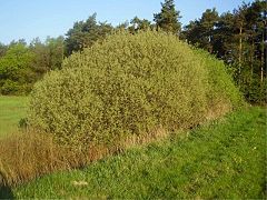 Salix cinerea Habitus in spring Germany.jpg