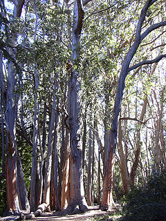 Starr 031214-0056 Eucalyptus obliqua.jpg