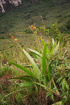 Stegolepis guianensis.jpg