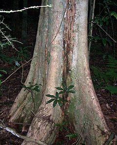 Syzygium corynanthum - Boorganna Nature Reserve.jpg