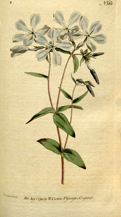 The Botanical Magazine, Plate 163 (Volume 5, 1792).png