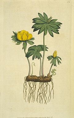 The Botanical Magazine-Vol I Pl. 3.jpg