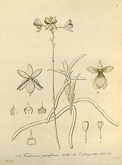 Trichoceros antennifer (as Trichoceros parviflorus) and Trichoceros platyceros - Xenia vol 1 pl 9 (1858).jpg