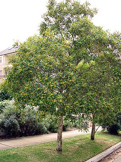 Tristaniopsis laurina-tree.jpg