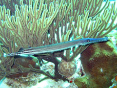 Trumpetfish2.jpg