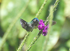 Violet-headed Hummingbird.jpg
