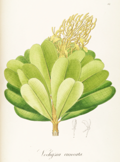 Vochysia cuneata Pohl117.png