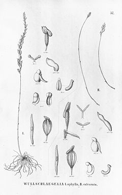 Wullschlaegelia aphylla & calcarata.jpg