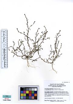 YOSE 219553 Gayophytum diffusum ssp. parviflorum.jpg