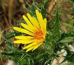 Yellow flower with critters-2.jpg