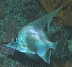 Zaclistius elevatus (Longfin boarfish).jpg