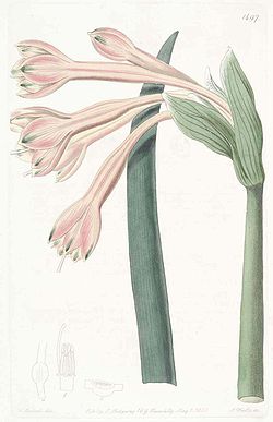 1497 Clinanthus fulvus.jpg