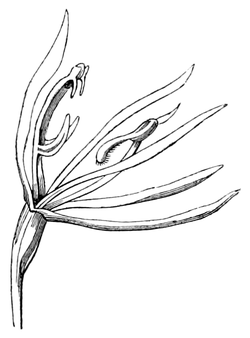 A Sketch of the Vegetation of the Swan River Colony - Figure 4.png