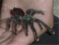 A avicularia excrement.jpg