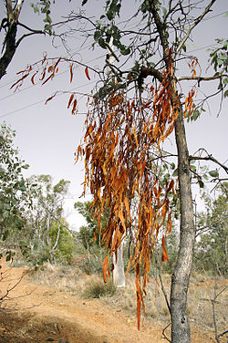 A dead Amyema pendula (Drooping mistletoe) on a Eucalyptus polyanthemos (Red Box).jpg