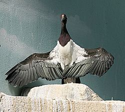 Abdim's Stork.jpg