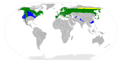 Mapa de distribuciónamarillo: críaverde: residenteblue: invernante.