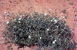 Acleisanthes longiflora.jpg