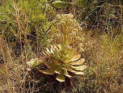 Aeonium ciliatum (El Paso) 03 ies.jpg