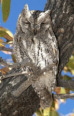African Scopes-owl Otus senegalensis.jpg
