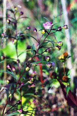 Agalinis tenuifolia.jpg