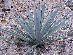 Agave tequilana0.jpg